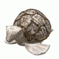 Coconut Turtles - Natural Coconut Turtles - Natural